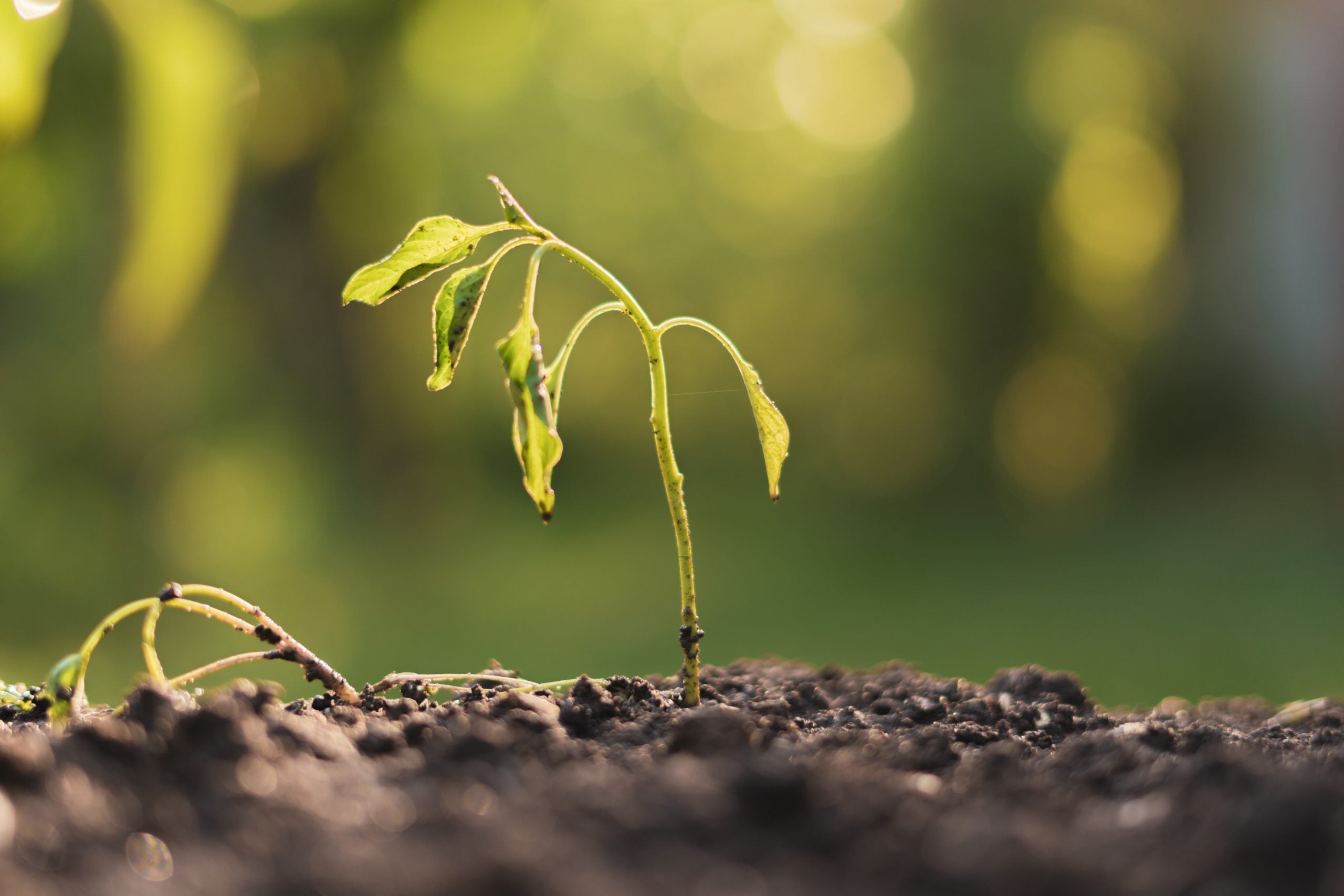 Your Plants Might Be Stressed….!