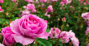 How to Plant and Care for Roses β A Simple Guide for Beautiful Blooms