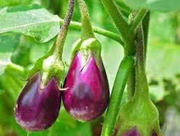 Chipku-Pheromone Lure for Brinjal Fruit Borer,r Leucinodes Orbonalis Pack Of 10 Lures