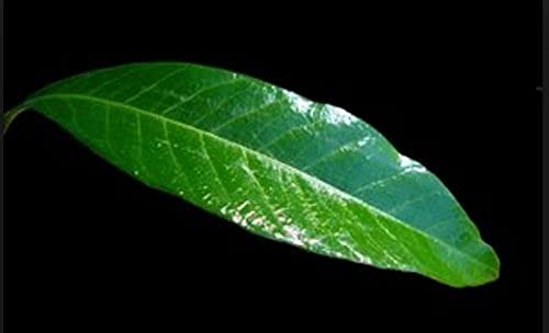 Chipku - Organic Cold Pressed Pure Neem Oil Pouch for Plants