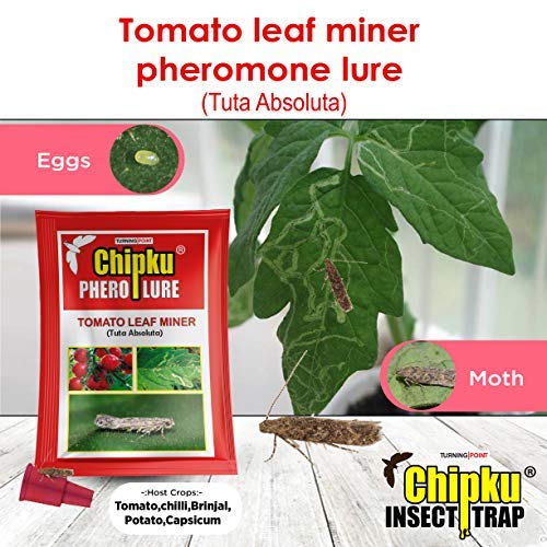 Chipku- Pheromone Water Trap with Lure Tuta Absoluta Lure for Catch Insect/Moth Tomato Leaf Minor (Tuta absoluta) (10)