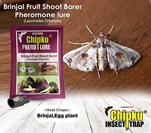 Chipku-Pheromone Lure for Brinjal Fruit Borer,r Leucinodes Orbonalis Pack Of 10 Lures