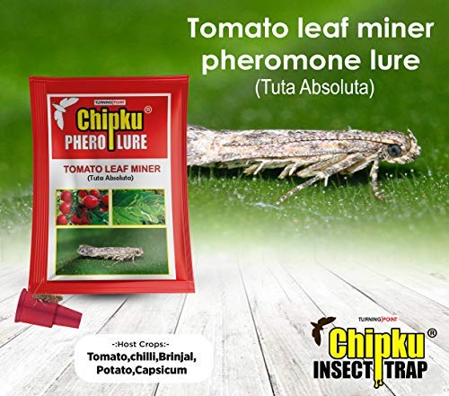 Chipku-pheromone Lure for Tomato Leaf Minor (TLM) (Tuta Absoluta) (10)