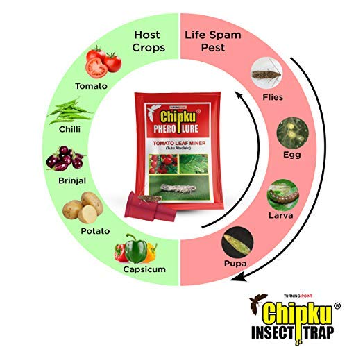 Chipku-pheromone Lure for Tomato Leaf Minor (TLM) (Tuta Absoluta) (10)
