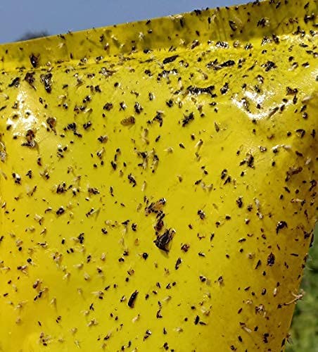 Chipku Sticky Gum & Bags/Insect Sticky Trap/Glue Trap for Garden & Farm- to Control whiteflies, Thrips, jassids (Bags50 +Gum Bottle, Yellow)