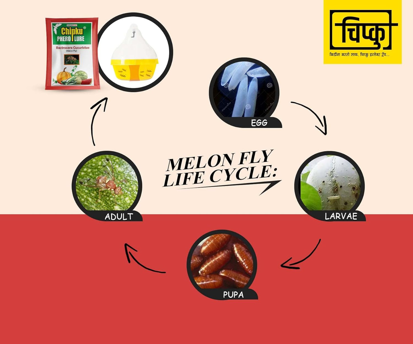 Chipku- Maxplus pheromone Trap with Melon Fly (bactocera cucurbitae) Lure for cucurbits Crops - Pack of 2