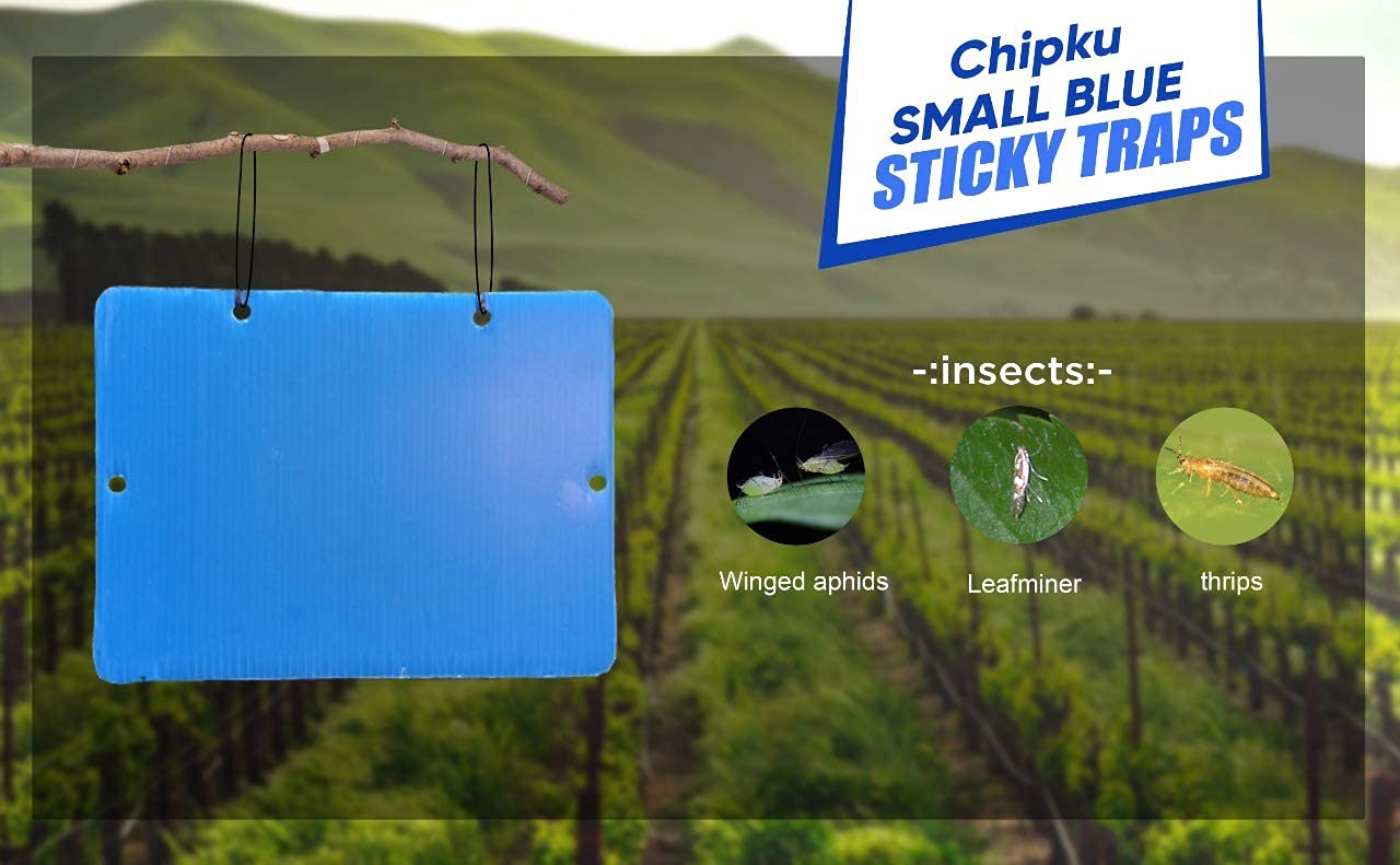 Chipku Insect Killer Blue Sticky Trap Non Toxic and Chemical Free Fly Trap/Insect Catcher/Sticky Pads for Insects, Whiteflies, Aphids, Leaf Minor, Thriphs - (Pack of 25 Pieces)