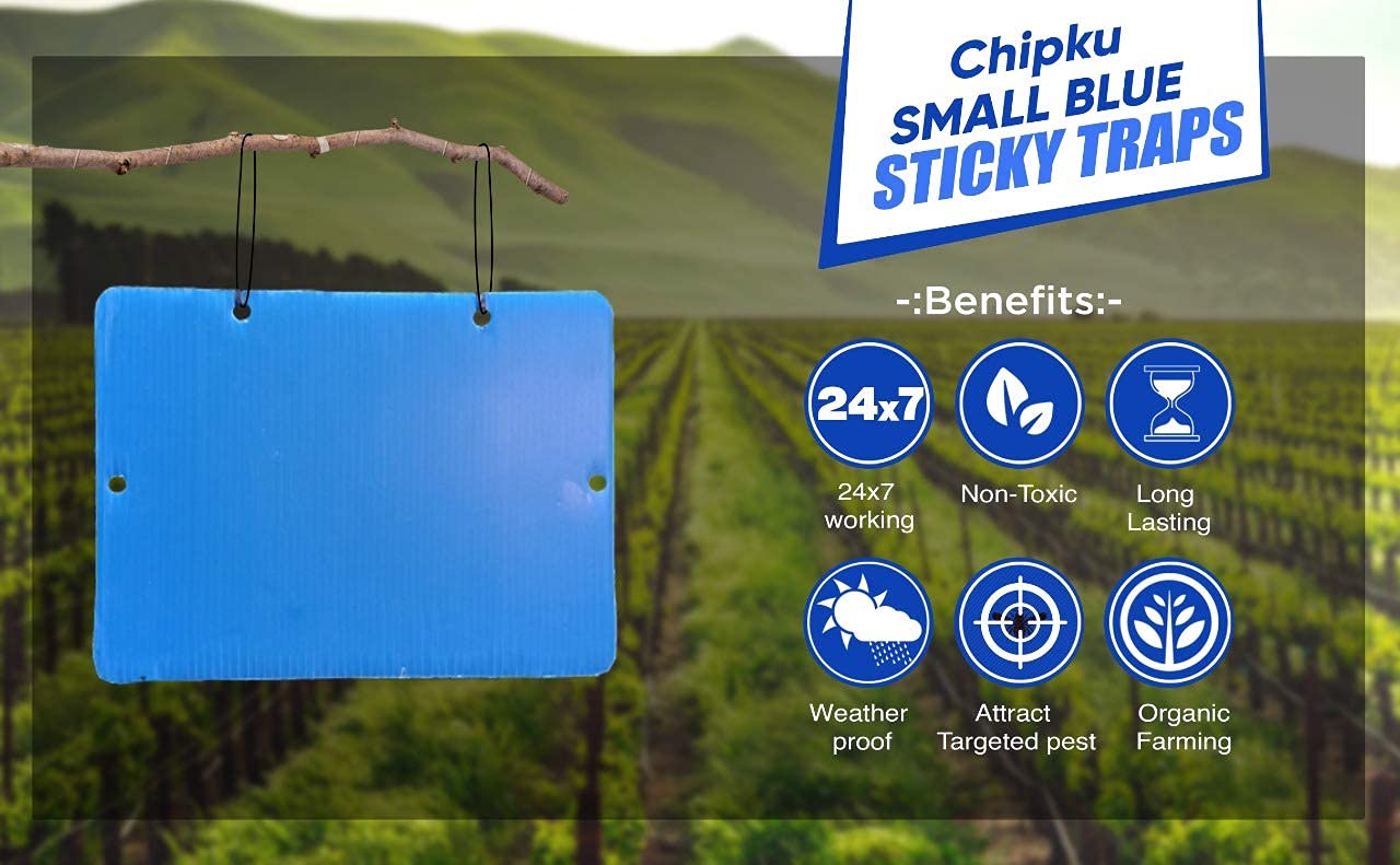 Chipku Insect Killer Blue Sticky Trap Non Toxic and Chemical Free Fly Trap/Insect Catcher/Sticky Pads for Insects, Whiteflies, Aphids, Leaf Minor, Thriphs - (Pack of 25 Pieces)