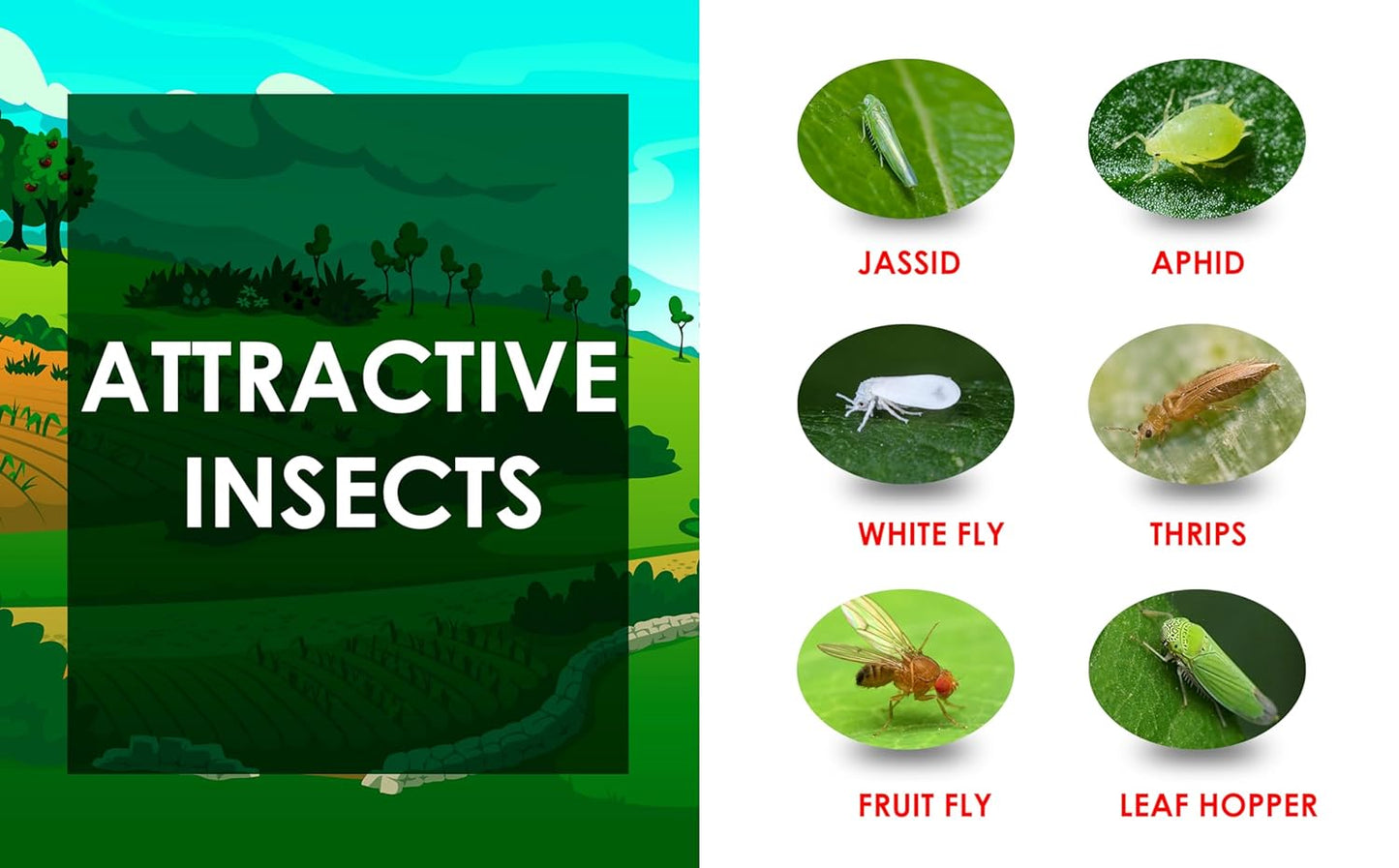 Chipku ® White Non Toxic and Chemical Free Fly Trap Insect Catcher Sticky Trap- (A4 White 50)