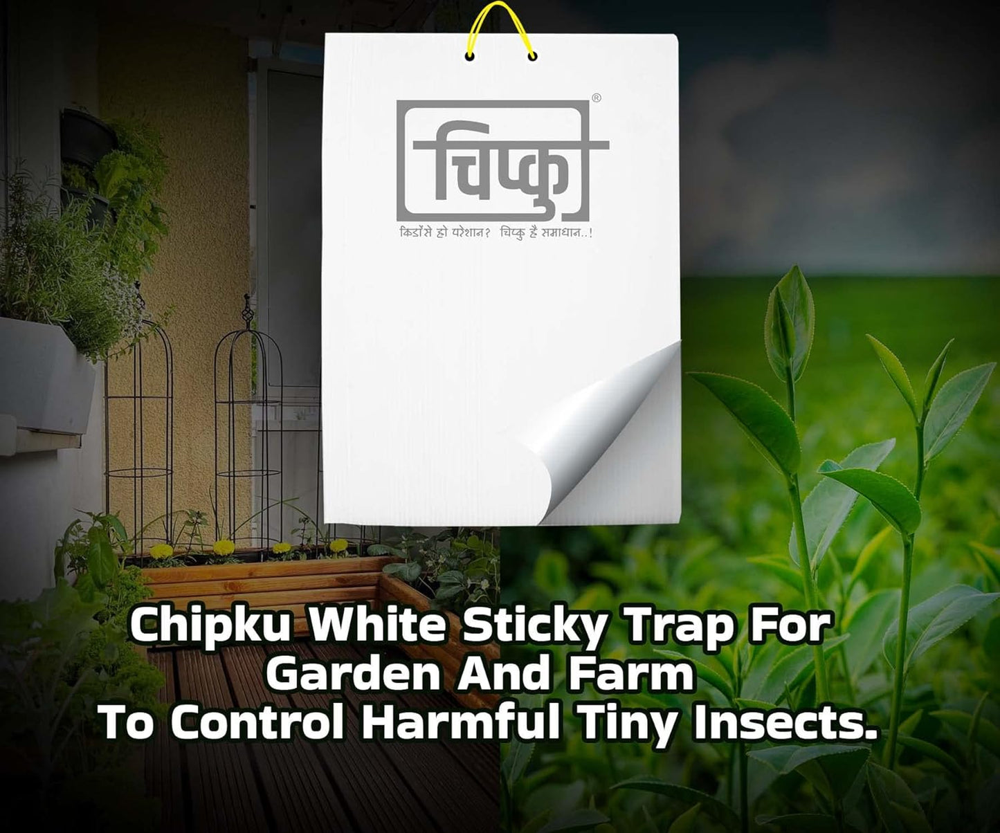 Chipku- White Sticky Trap for Smaller Insects in Garden & Farm,Black Thrips/Fly Trap/Insect Catcher/Sticky Pads for Insects, Whiteflies, Thrips (10)