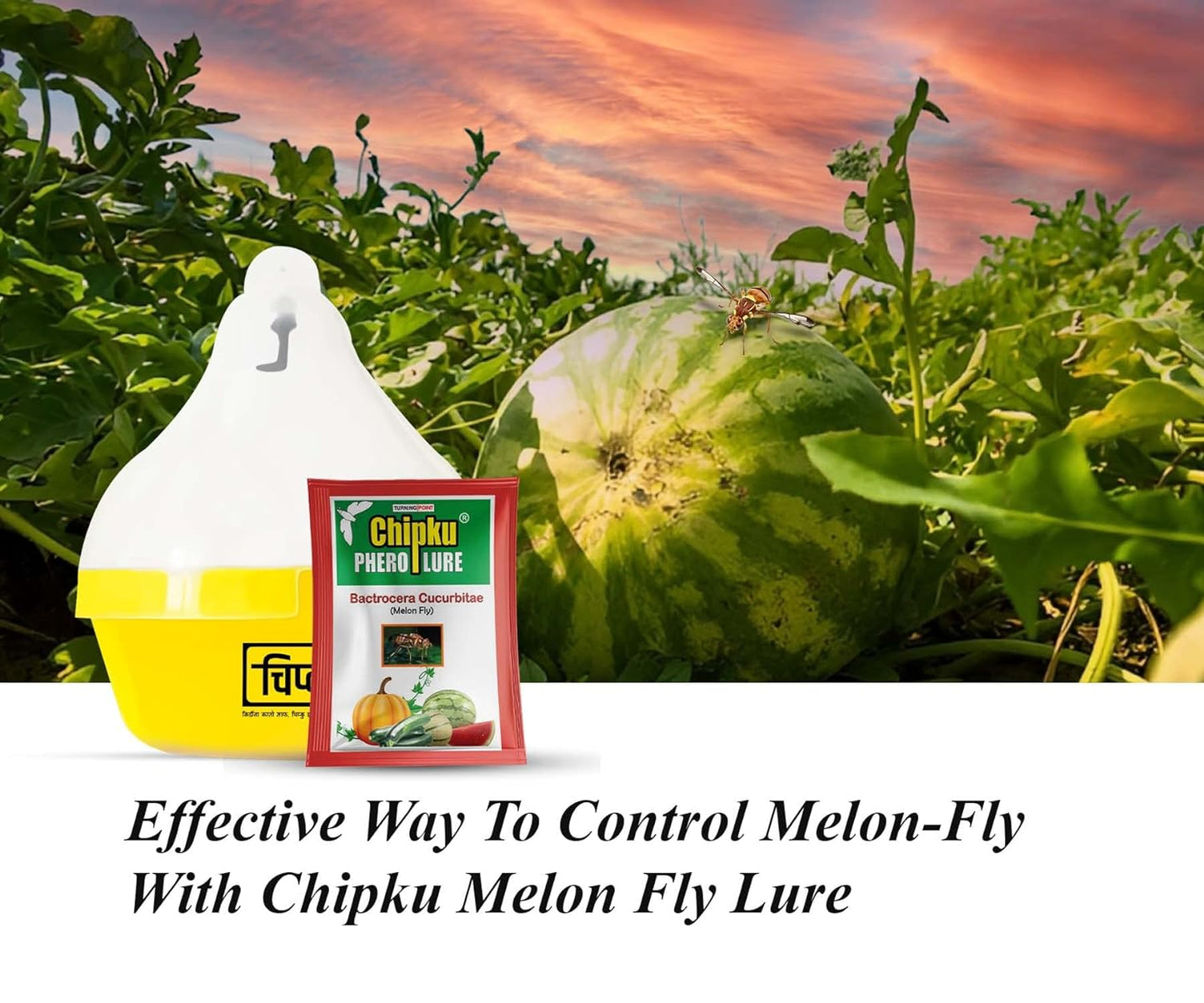 Chipku- Melon Fly bactocera cucurbitae MacPhill/Maxplus pheromone Trap Pack of 10, Brown