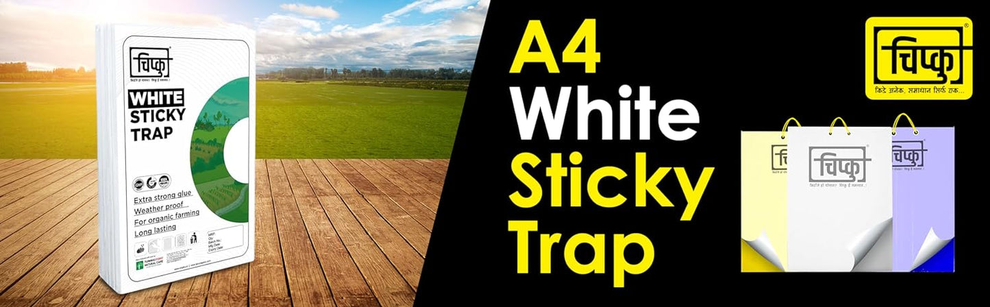 Chipku ® White Non Toxic and Chemical Free Fly Trap Insect Catcher Sticky Trap- (A4 White 50)