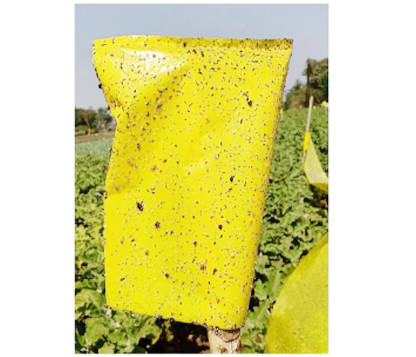 Chipku Sticky Gum & Bags/Insect Sticky Trap/Glue Trap for Garden & Farm- to Control whiteflies, Thrips, jassids (Bags50 +Gum Bottle, Yellow 30+Blue 20)