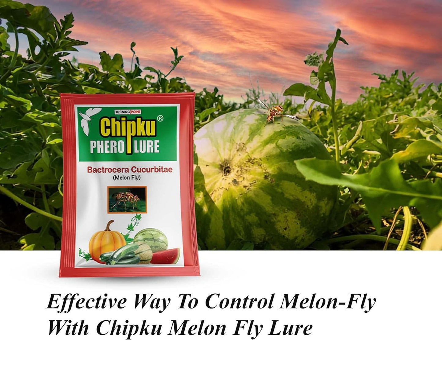 Chipku- Maxplus pheromone Trap with Melon Fly (bactocera cucurbitae) Lure for cucurbits Crops - Pack of 2