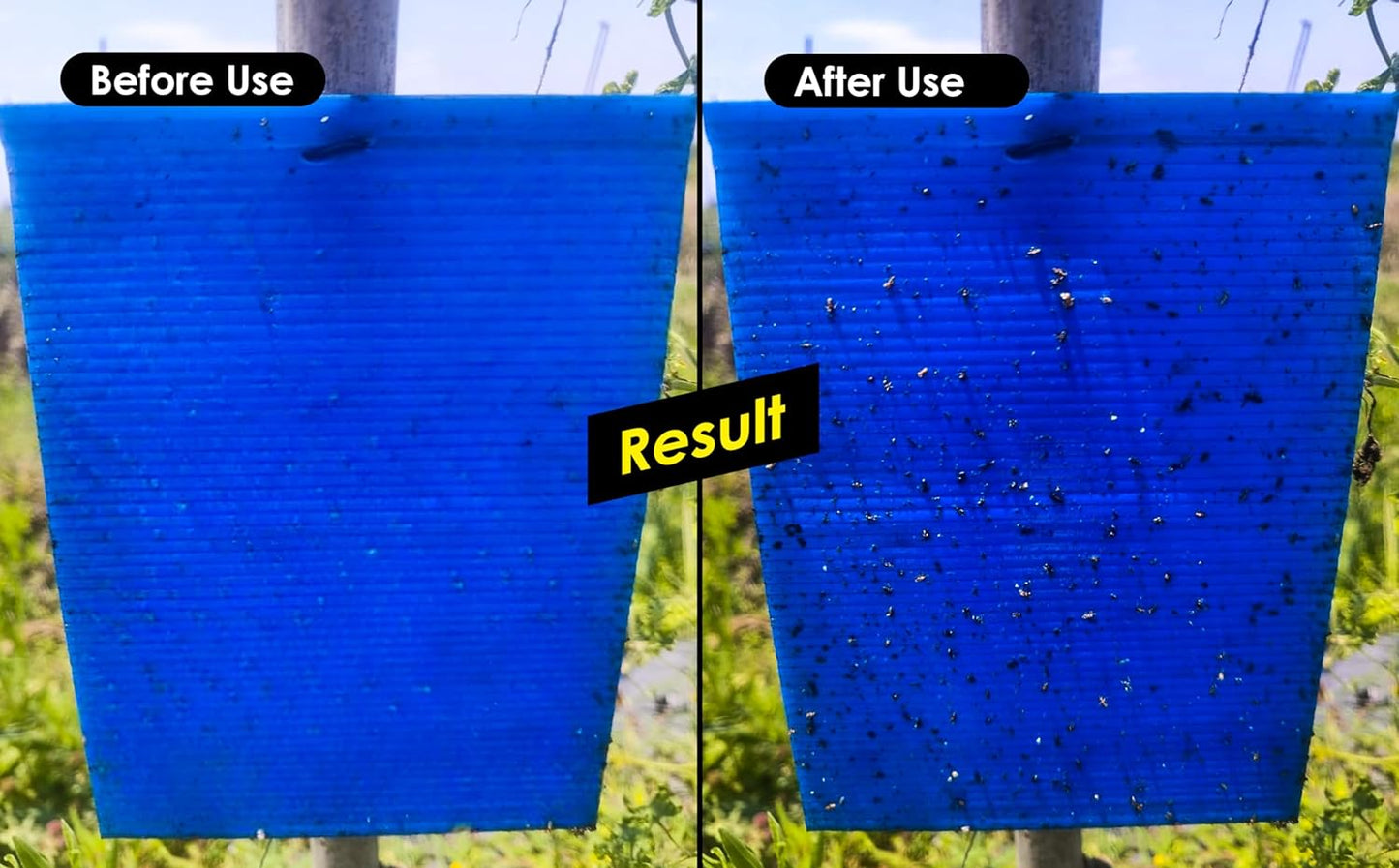 Chipku Blue Fly Catcher for Farming Gardening Sticky Trap for Harmful Insect, White Fly, Insect Trap, Glue Trap (A4 200X300MM Blue, Pack of 10)
