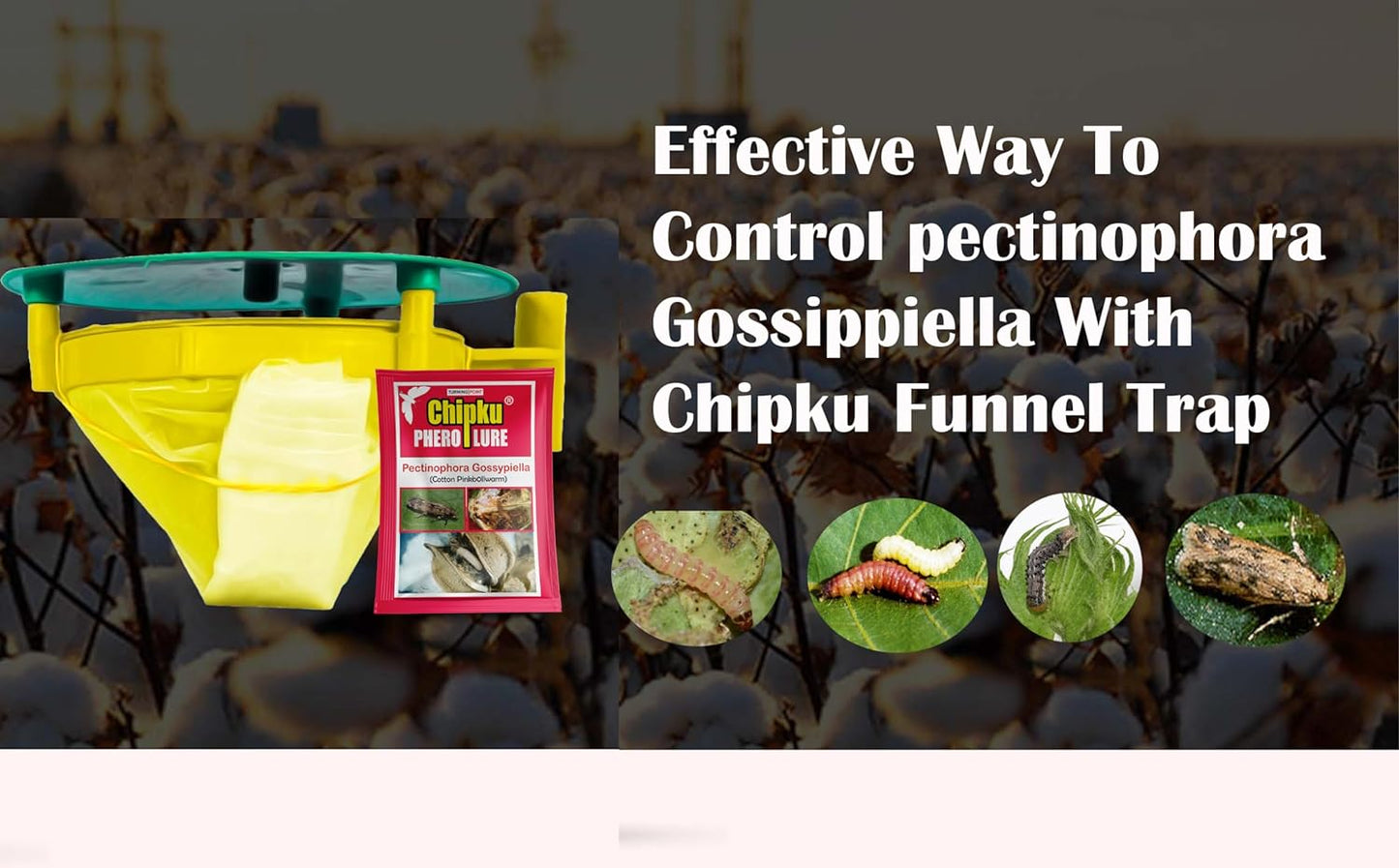 Chipku- Pheromone Trap for Pink Boll Worm Useful in Cotton to Catch Pink Bollworm Moth (Pectinophero gossipelia) - Pack of 5 Trap + 5 Lure