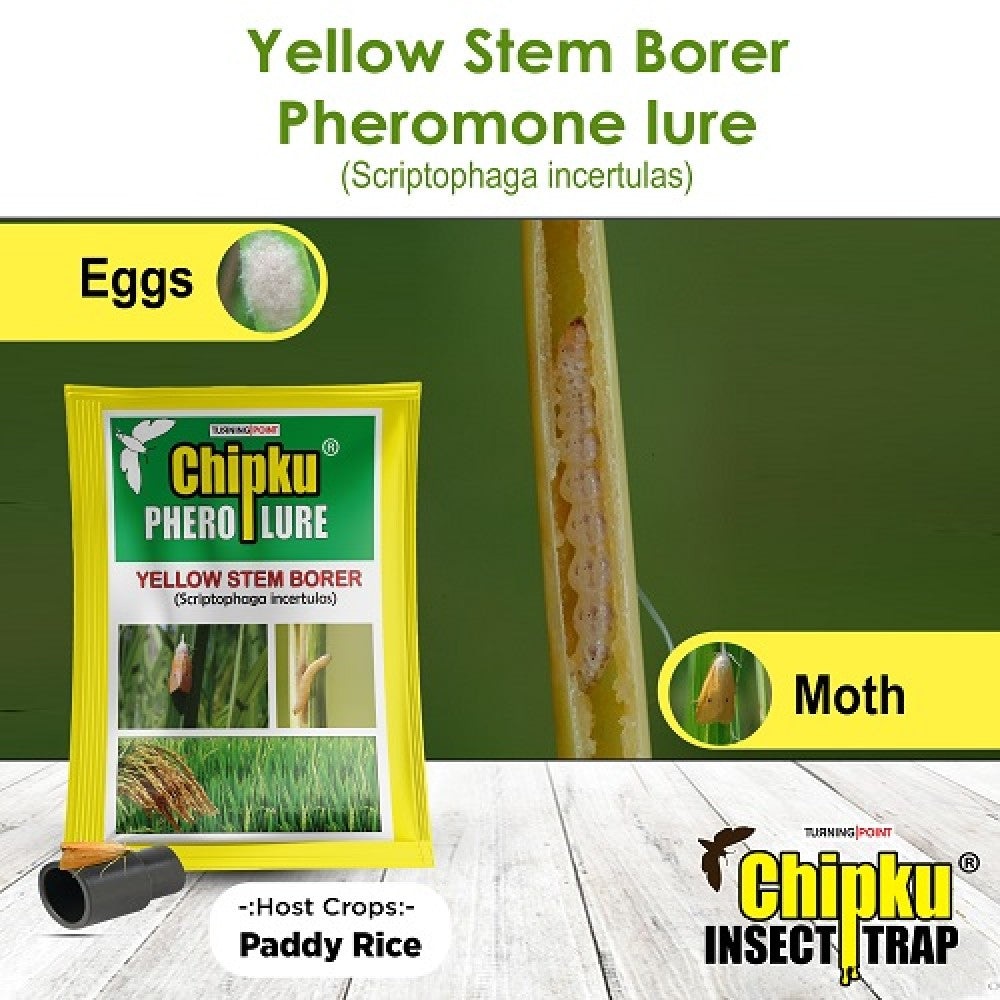 chipku- Yellow stem Borer Lure Insect YSB pack of 10