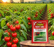 Chipku Tomato Leaf Miner Pheromone Lure (Tuta Absoluta)