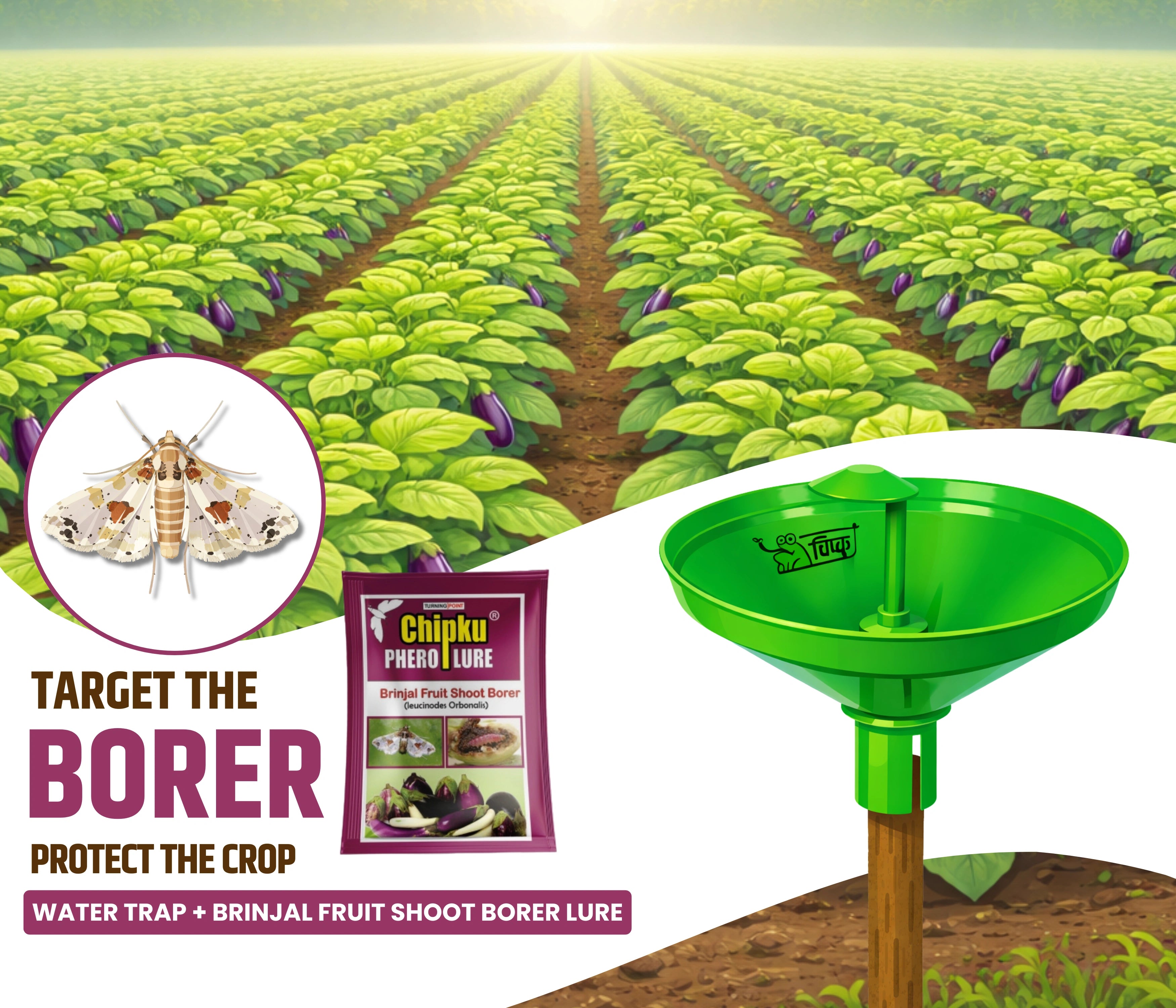 Chipku Pheromone water Trap with Lucinodes orbonalis Lure for Catch Moth brinjal fruit and shoot borer-Pack Of 10