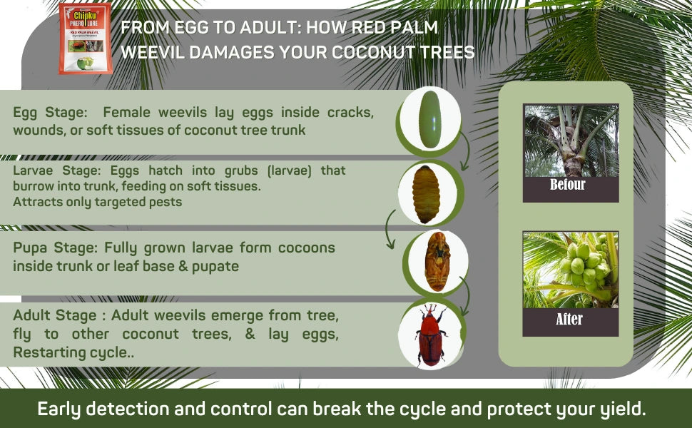 Chipku Pheromone Bucket Trap with Rhinoceros Beetle