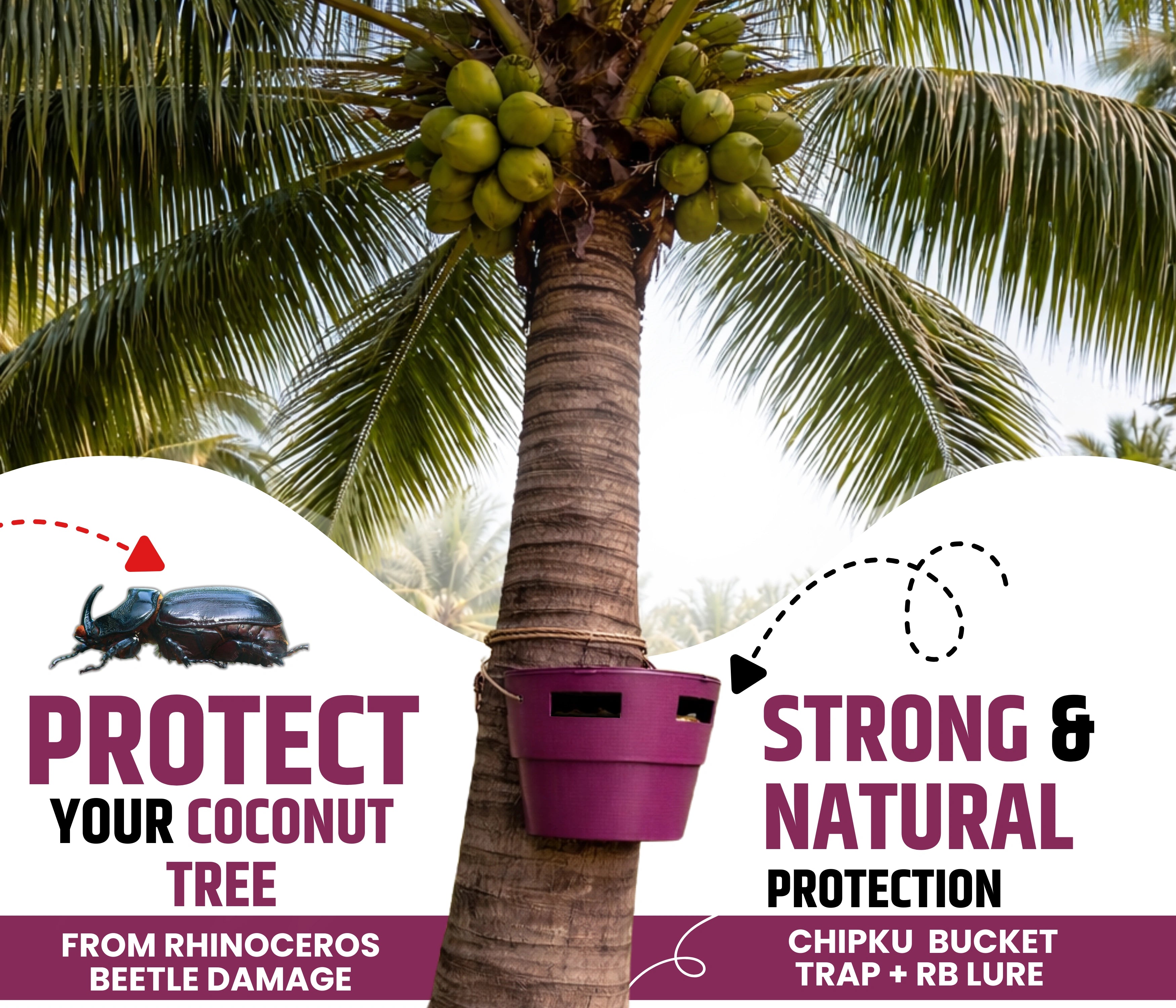 Chipku Pheromone Bucket Trap with Rhinoceros Beetle– Pack of 5