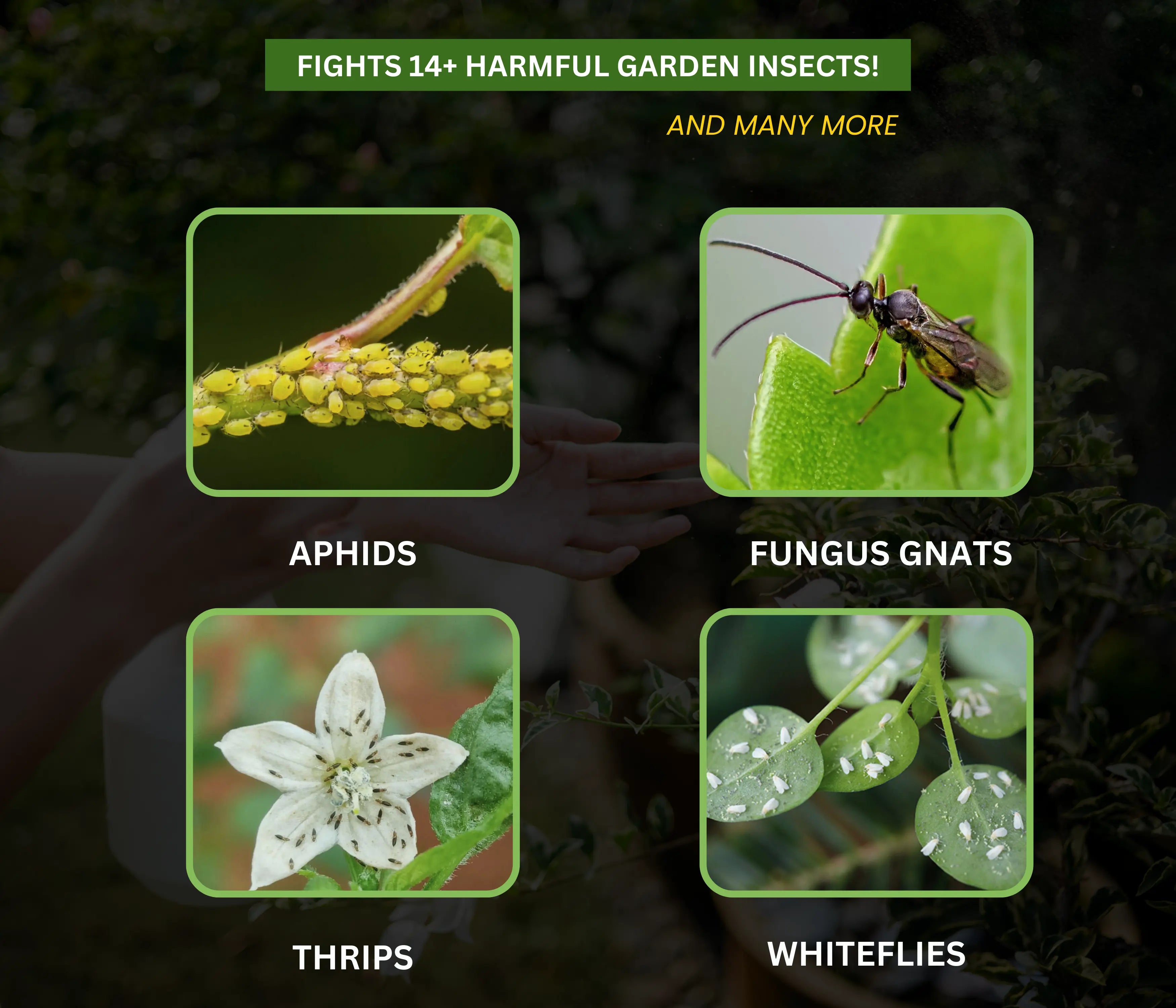 Chipku Organic Neem Oil Ready to use 200ml Pack of 2