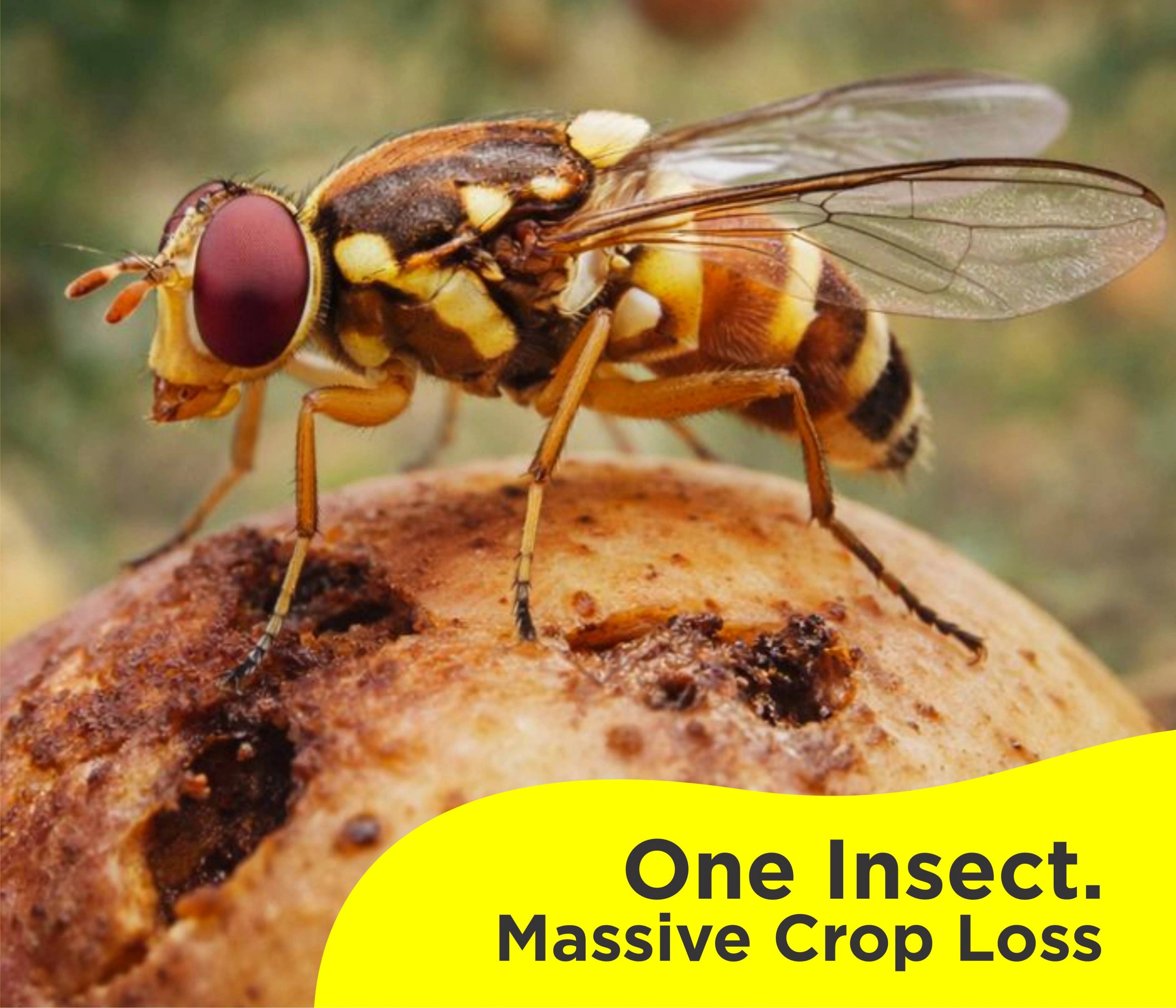 Chipku Ecomax Pheromone Trap with Melon Fly Lure ( bactrocera cucurbitae)-Pack of 10