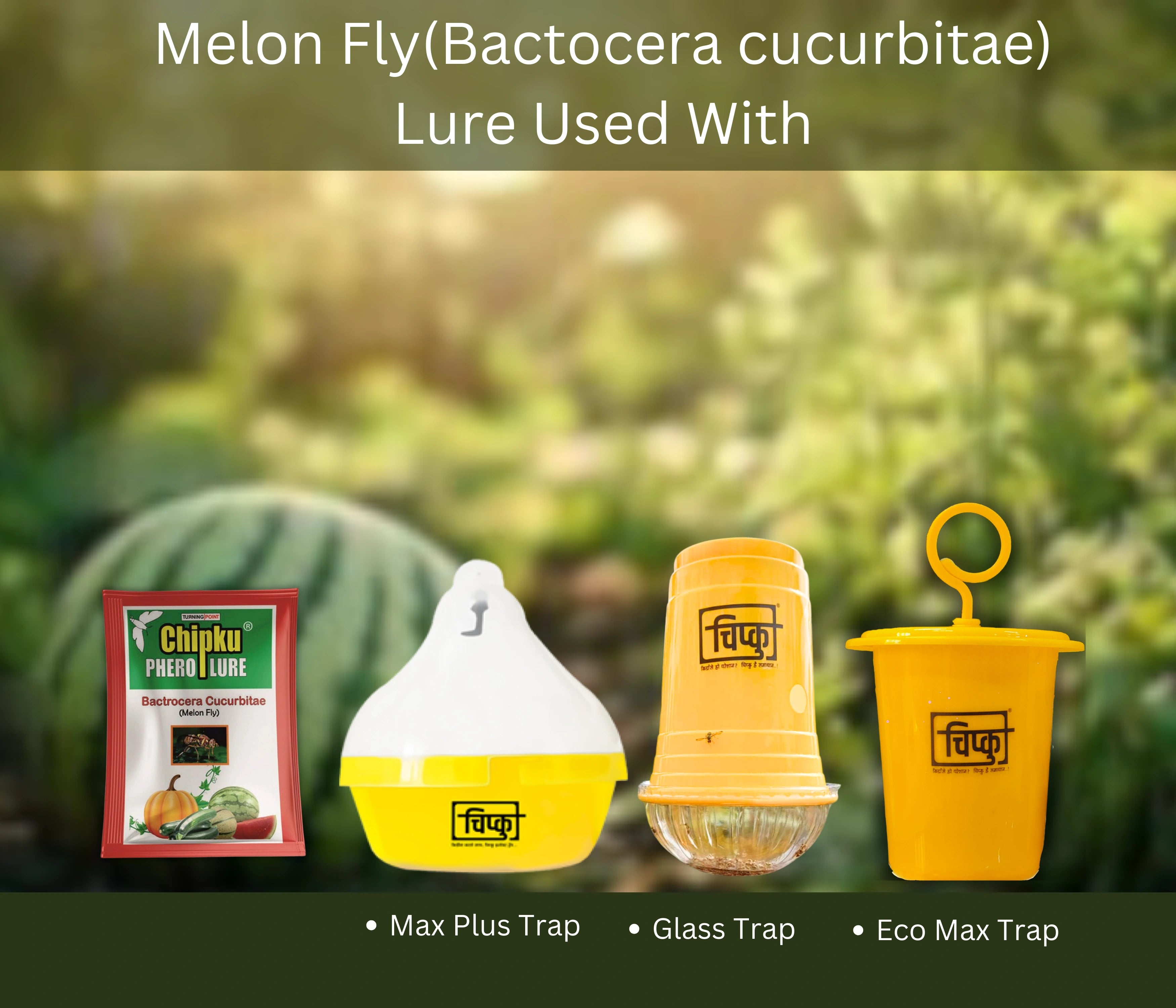 Chipku Melon fly Lure (Bactrocera Cucurbitae)-Pack of 10