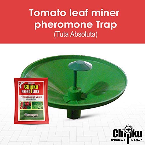 Chipku- Pheromone Water Trap with Lure Tuta Absoluta Lure for Catch Insect/Moth Tomato Leaf Minor (Tuta absoluta) (10)