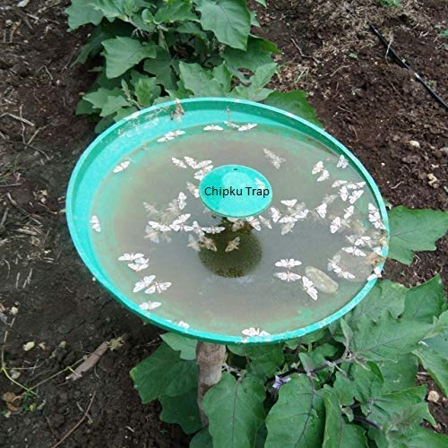 Chipku-Pheromone Lure for Brinjal Fruit Borer,r Leucinodes Orbonalis Pack Of 10 Lures