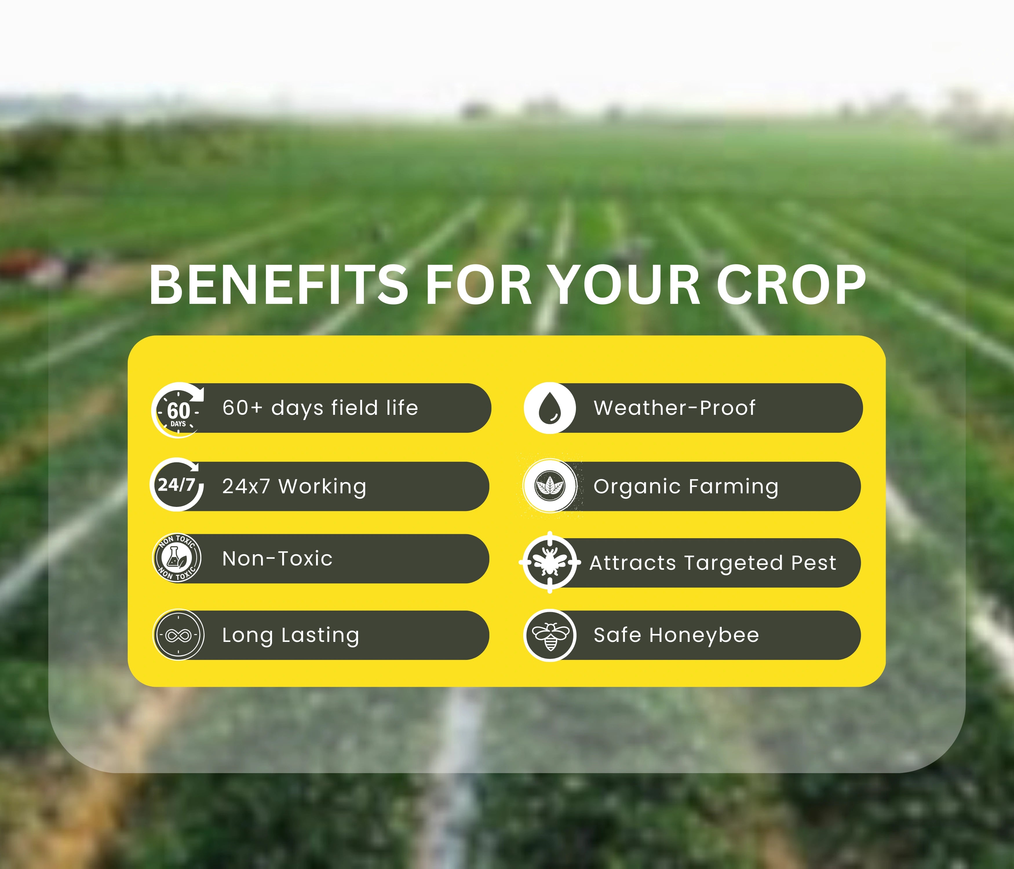 Chipku Melon fly Lure (Bactrocera Cucurbitae)-Pack of 5