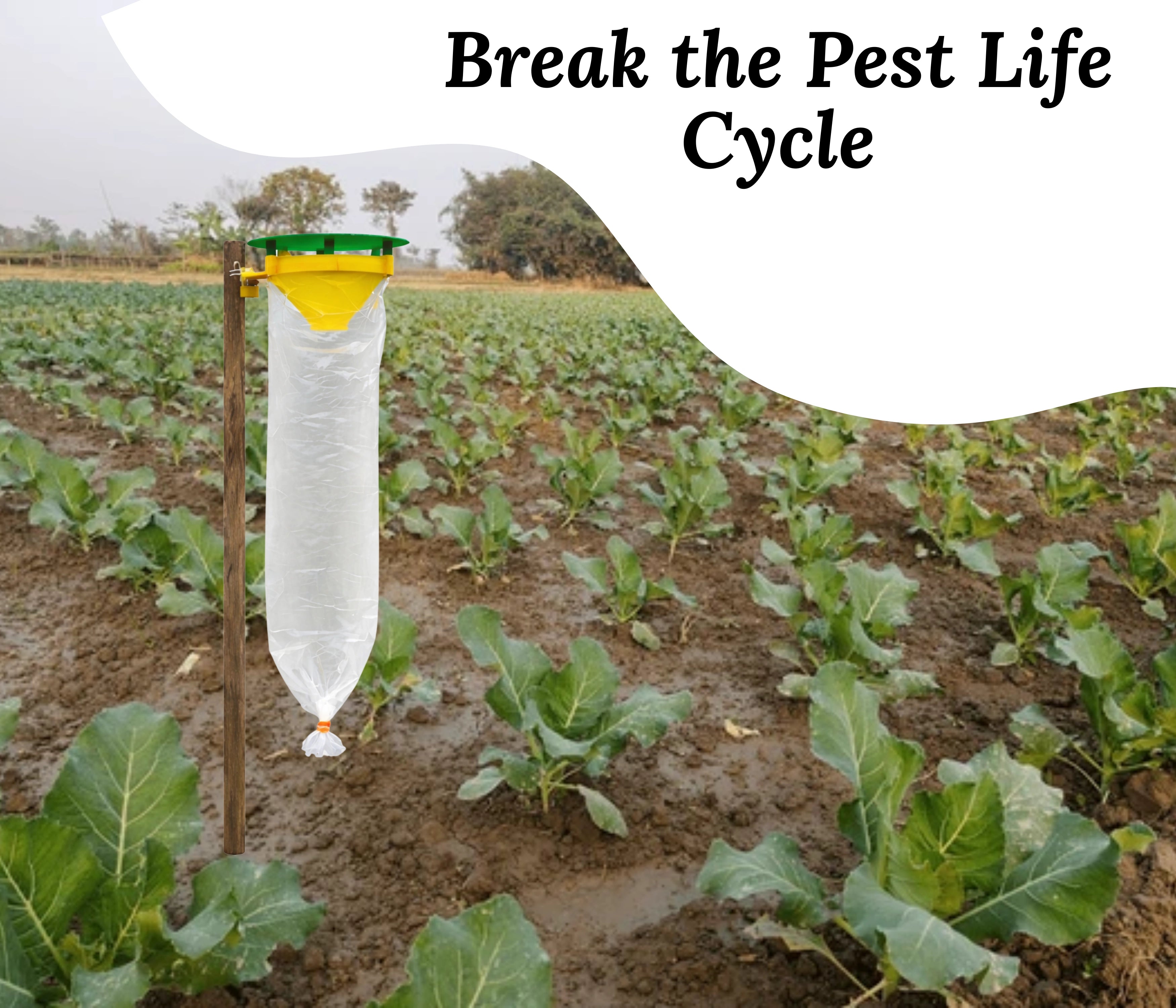 Chipku Funnel Trap with Spodoptera Litura Lure – Pack of 10