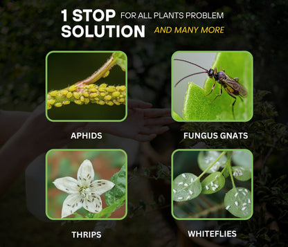 Chipku Pure Cold Pressed Water-Soluble Neem Oil for Insects Spray on Plants and Garden (Pack of 1 Ltr, Brown)