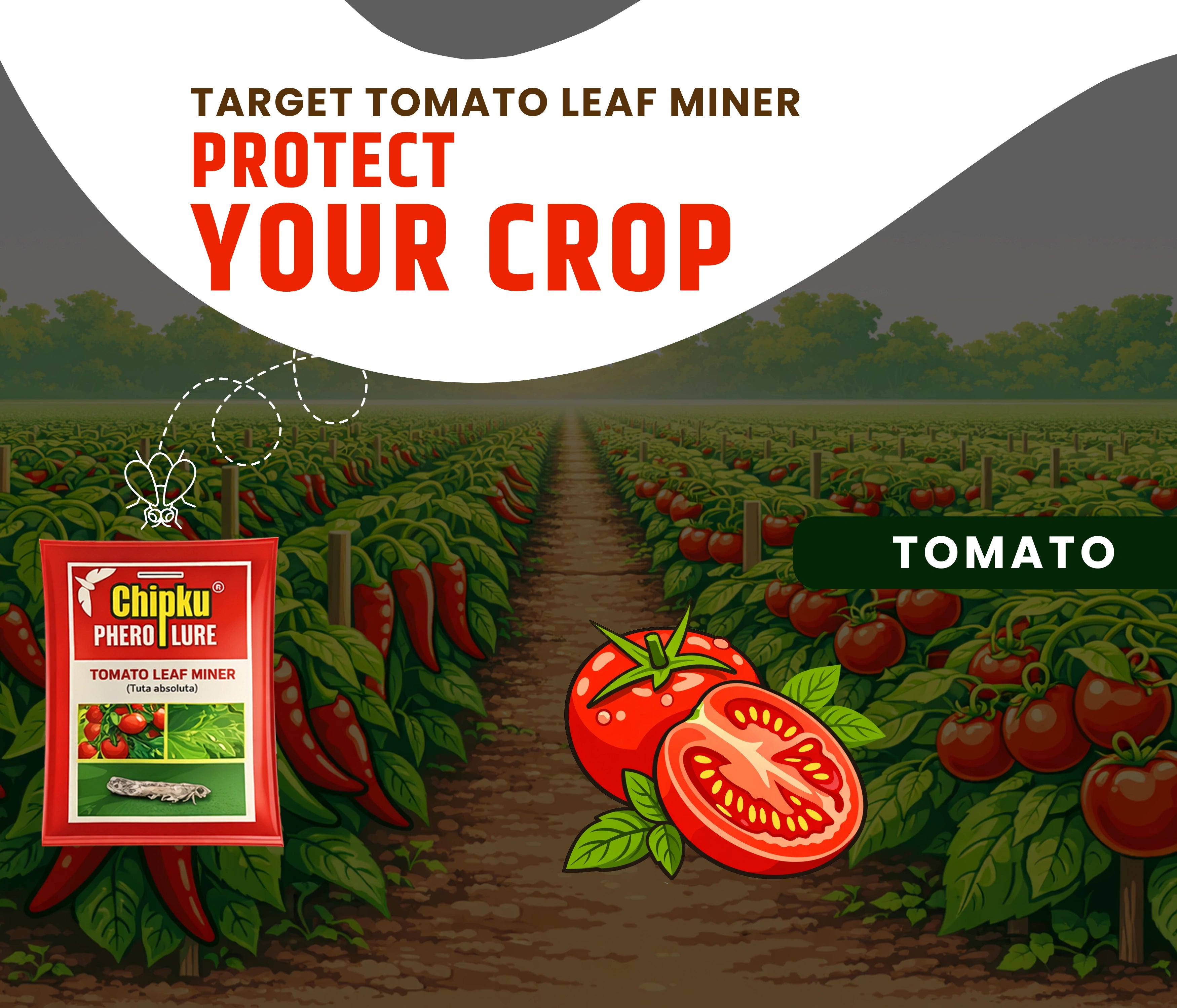 Chipku Tomato Leaf Miner Pheromone Lure (Tuta Absoluta)