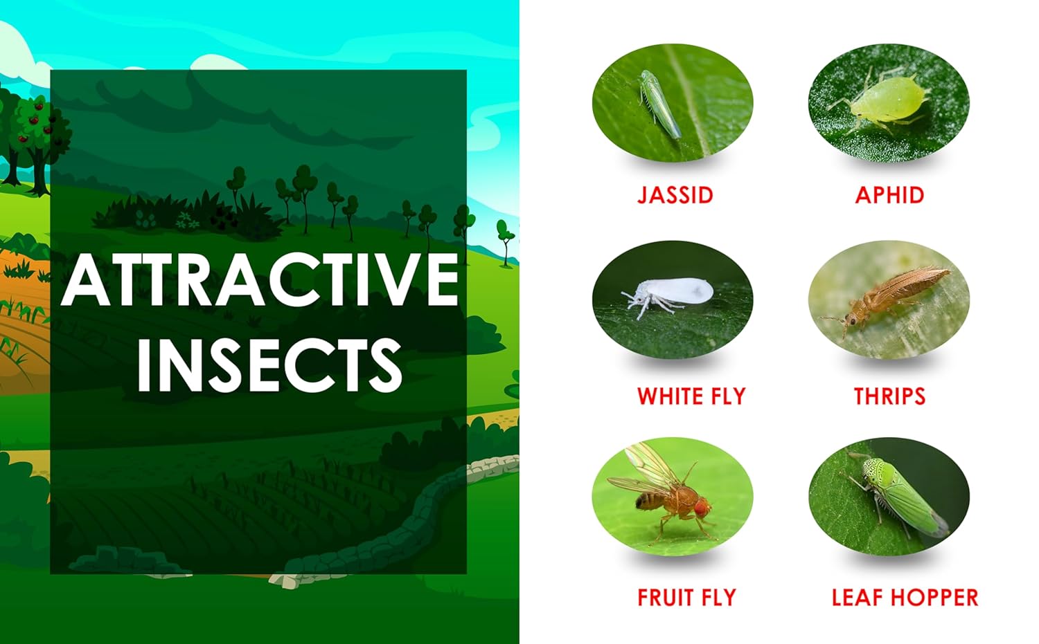 Chipku Blue Fly Catcher for Farming Gardening Sticky Trap for Harmful Insect, White Fly, Insect Trap, Glue Trap (A4 200X300MM Blue, Pack of 100)