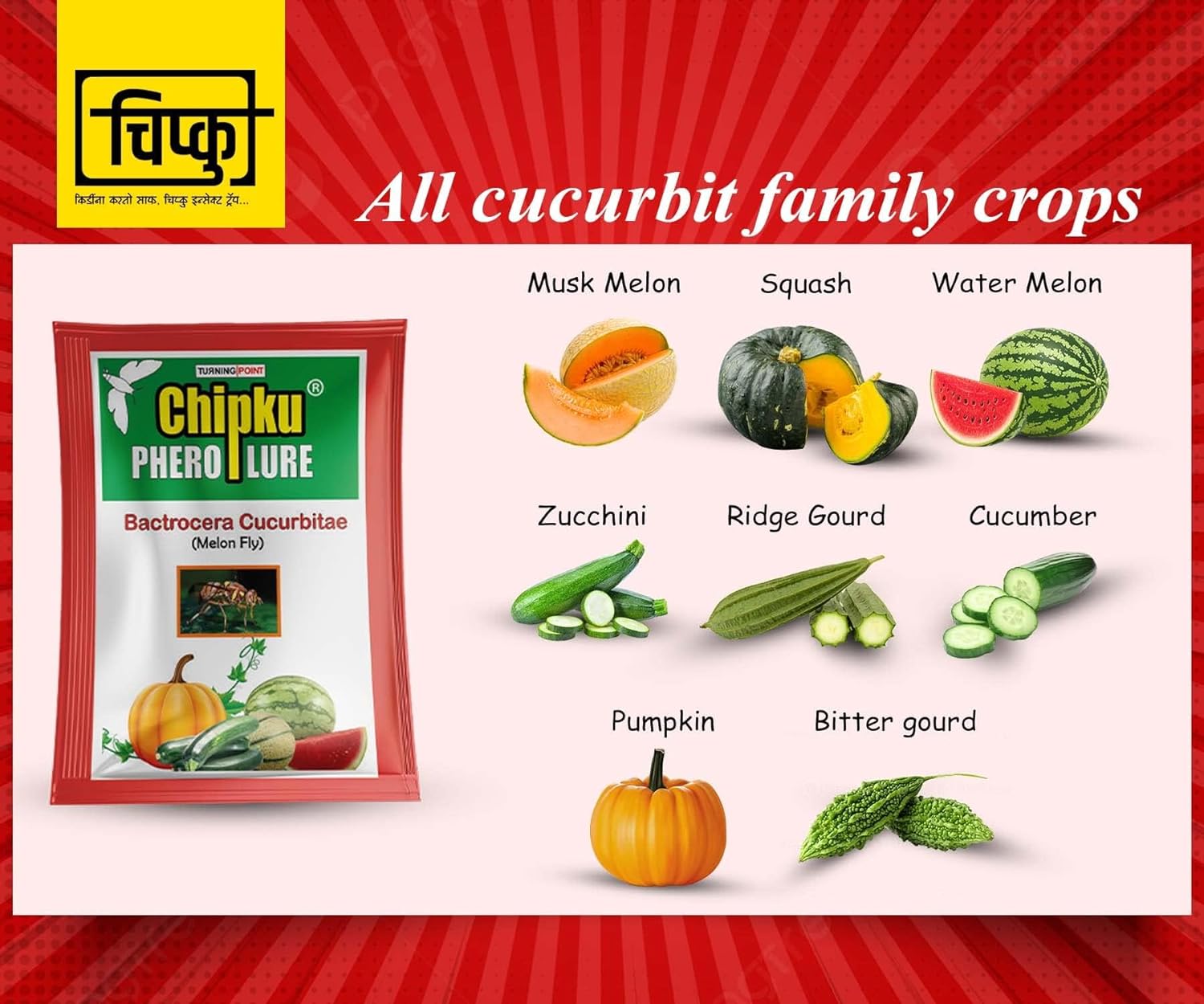 Chipku Melonfly Glass Trap phermone Trap for bactocera Cucurbitae/Insect Trap for Orchards and Climer Crops with pheromone Lure Combo Pack of 10