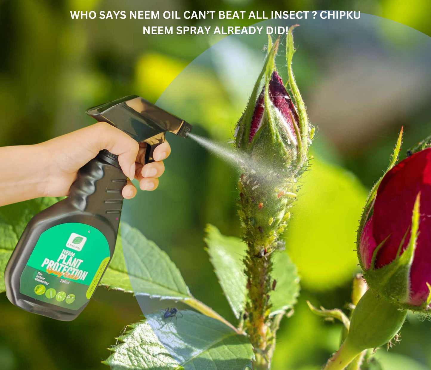 Chipku Pure Cold Pressed Water-Soluble Neem Oil for Insects Spray on Plants and Garden (Pack of 1 Ltr, Brown)