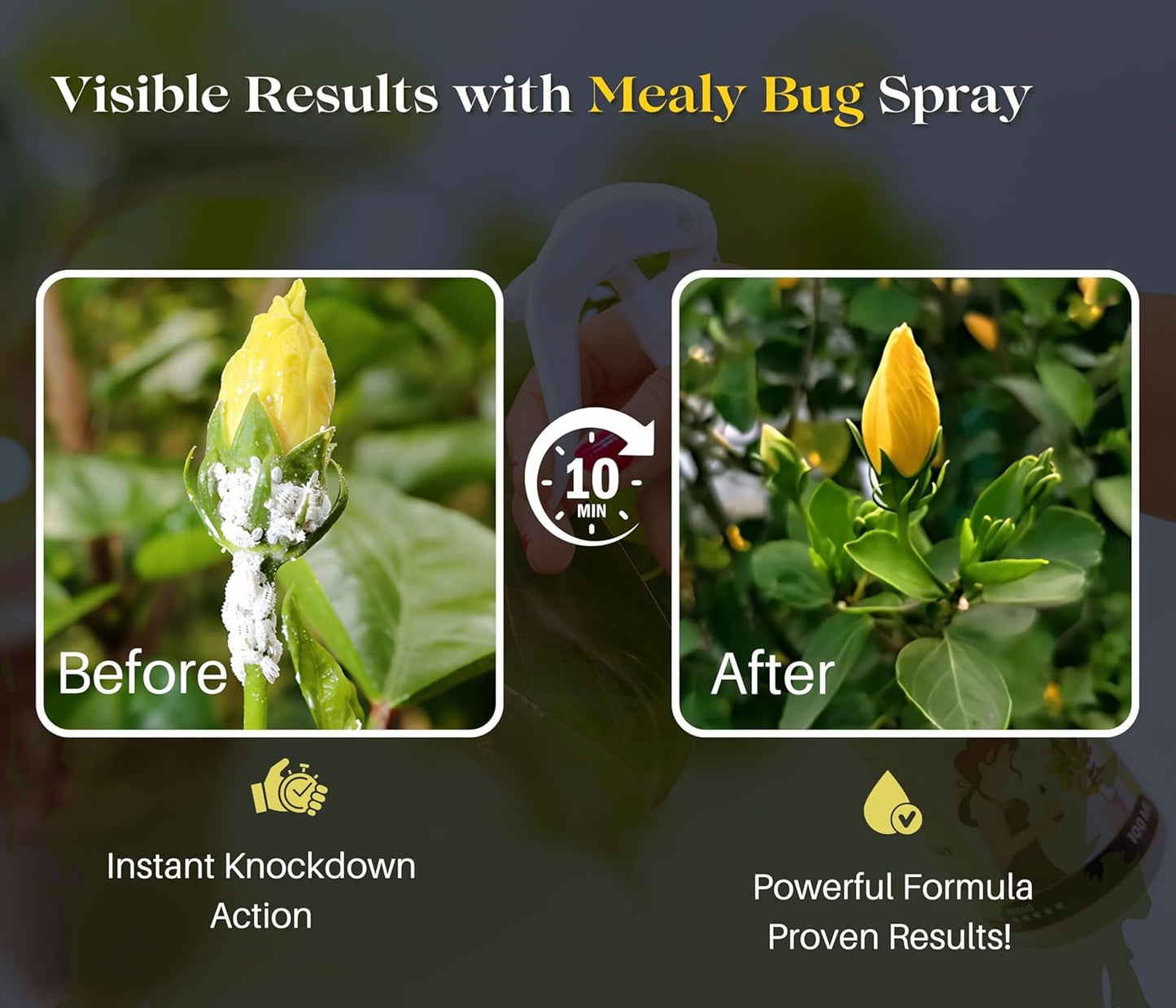 Chipku Herbal Mealy Bug Spray For Plants & Garden 200ml|