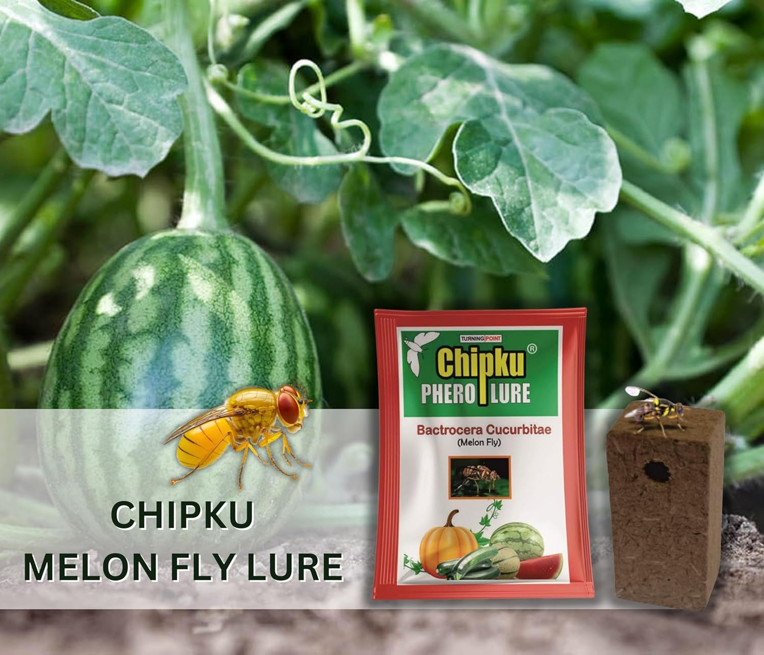 Chipku Melon Fly Lure Effective Trap Solution for Fruit Fly Control in Cucurbits & Melons