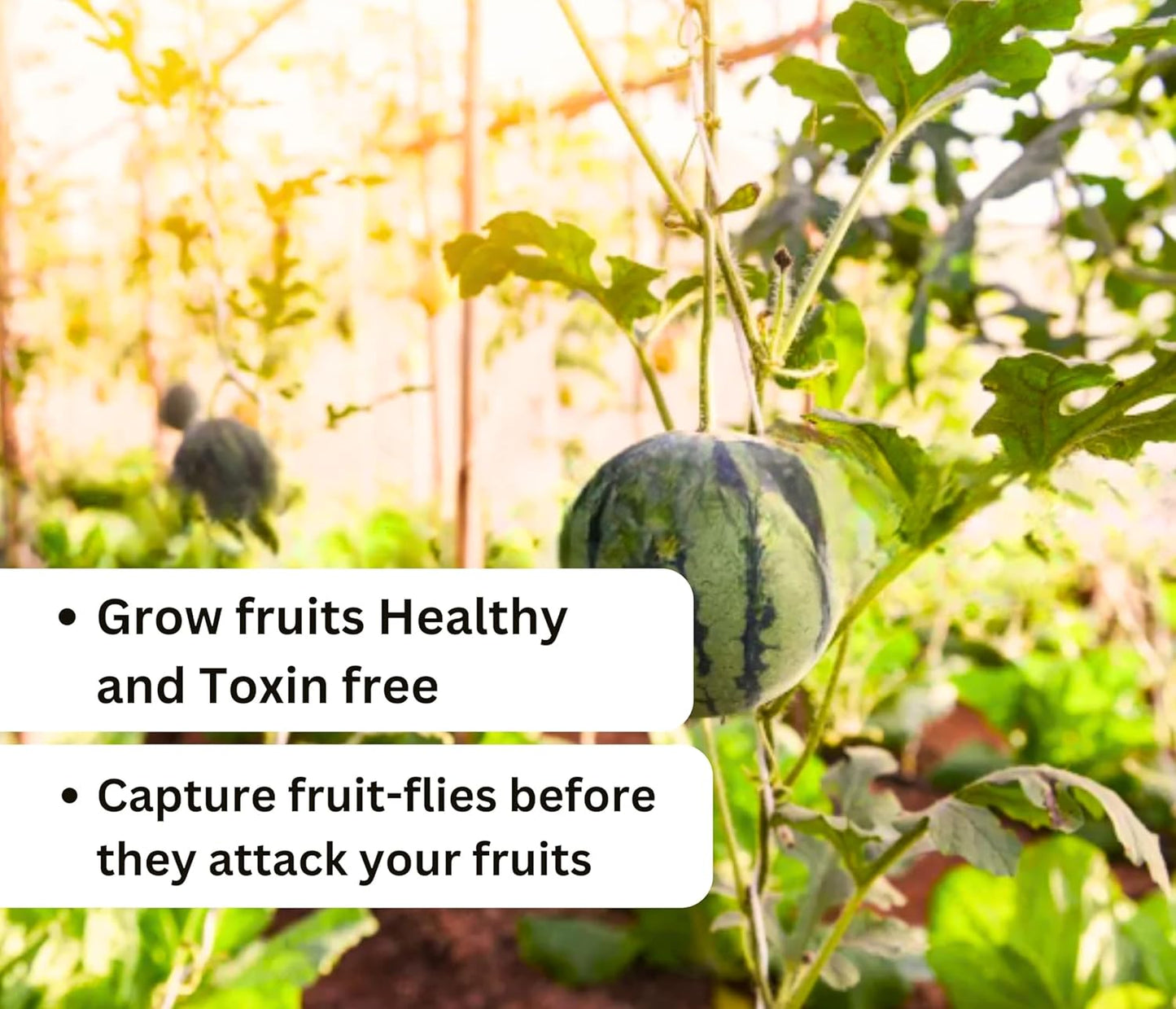 Chipku - Melon fly Pheromone attractant Lure (bactocera cucurbetai)