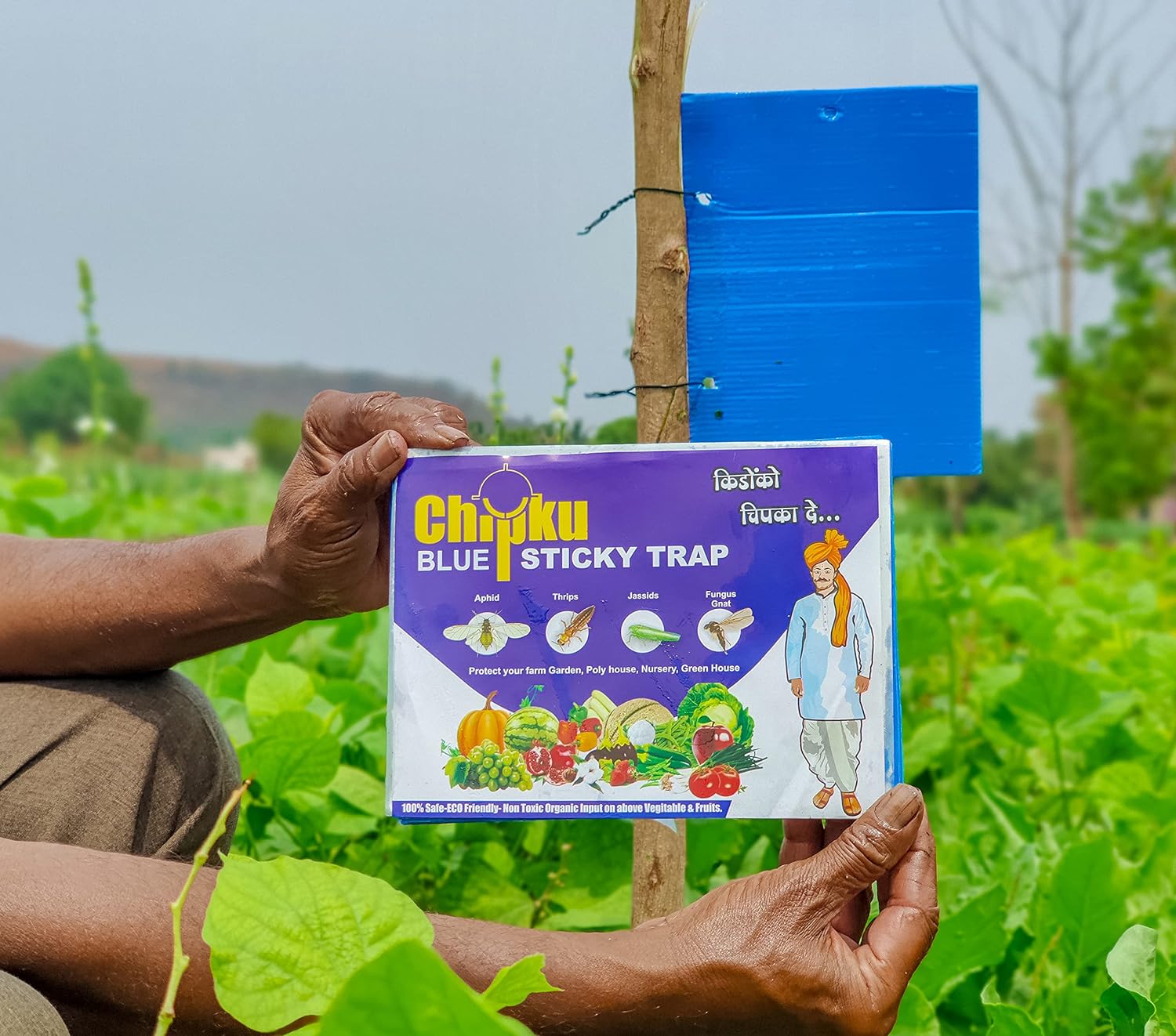 Chipku ® Blue sticky Trap for smaller insects in Garden & Farm Fly Trap/Insect Catcher/Sticky Pads for Insects, Aphids, Leaf Minor, Thriphs (10 Traps)