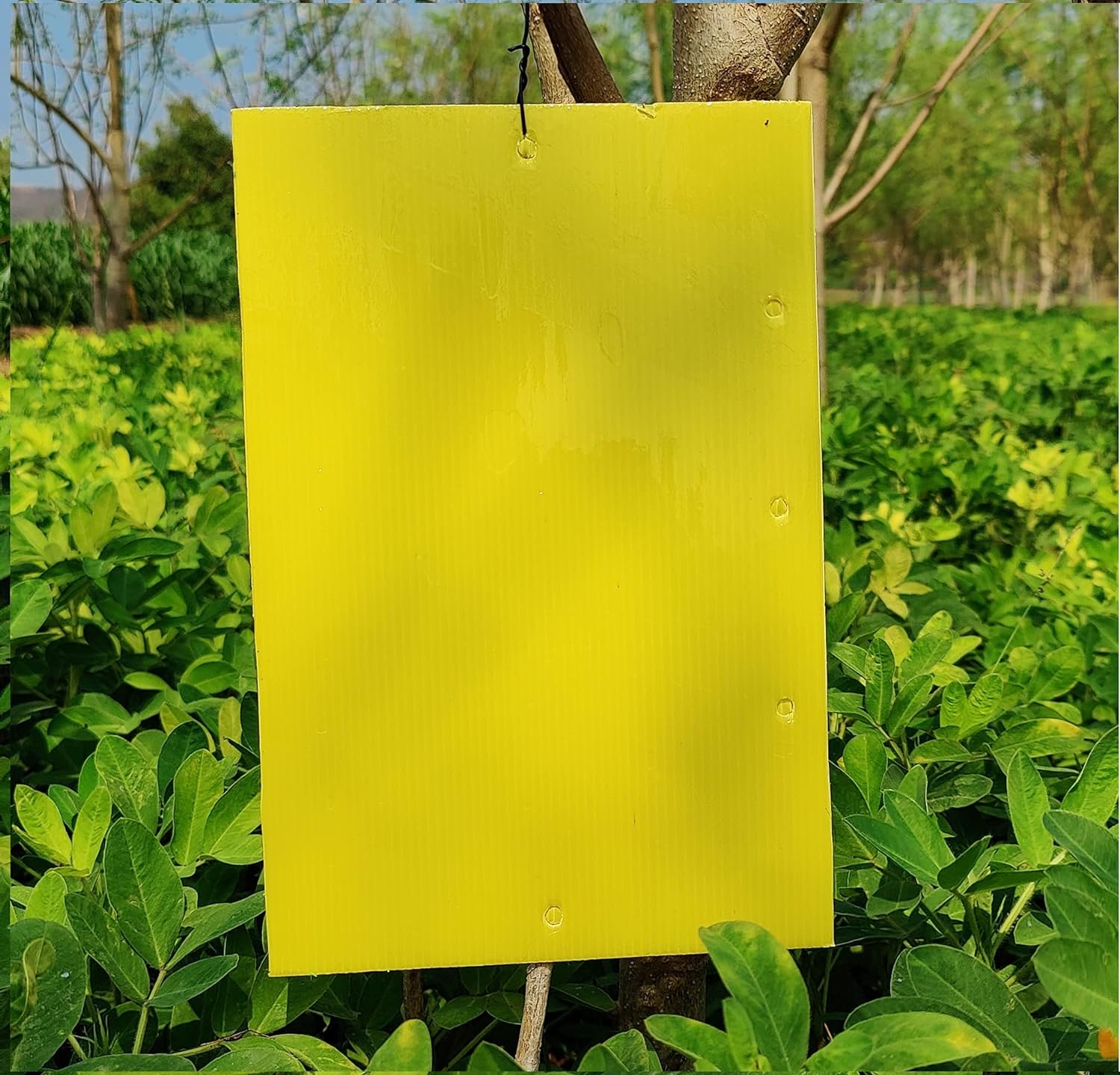 Chipku Yellow Sticky Insect Trap for Outdoor and Garden Pack of 25 Traps x 2