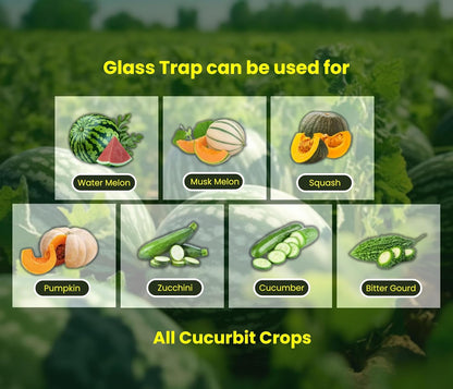 Chipku - Melon fly Pheromone attractant Lure (bactocera cucurbetai)