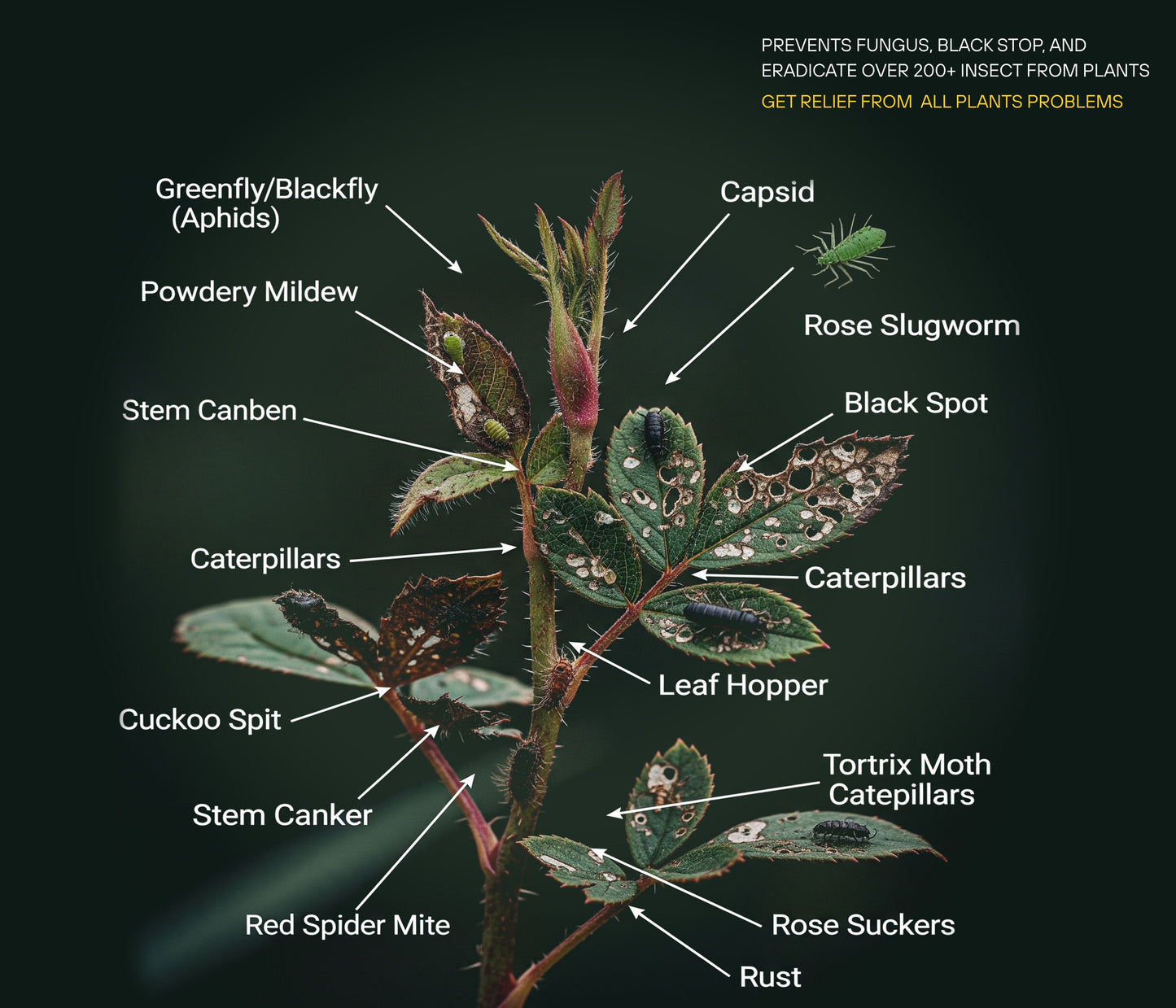 Chipku -Pure Cold Pressed, Water Soluble Insects neem Oil for Spray on Plants and Garden (250 ml)