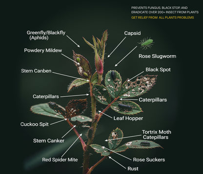 Chipku Pure Cold Pressed Water-soluble Neem Oil - 100 ml