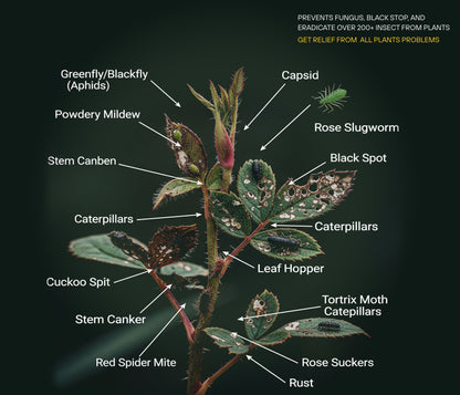 Chipku Cold pressed pure neem seed oil - 500 ml