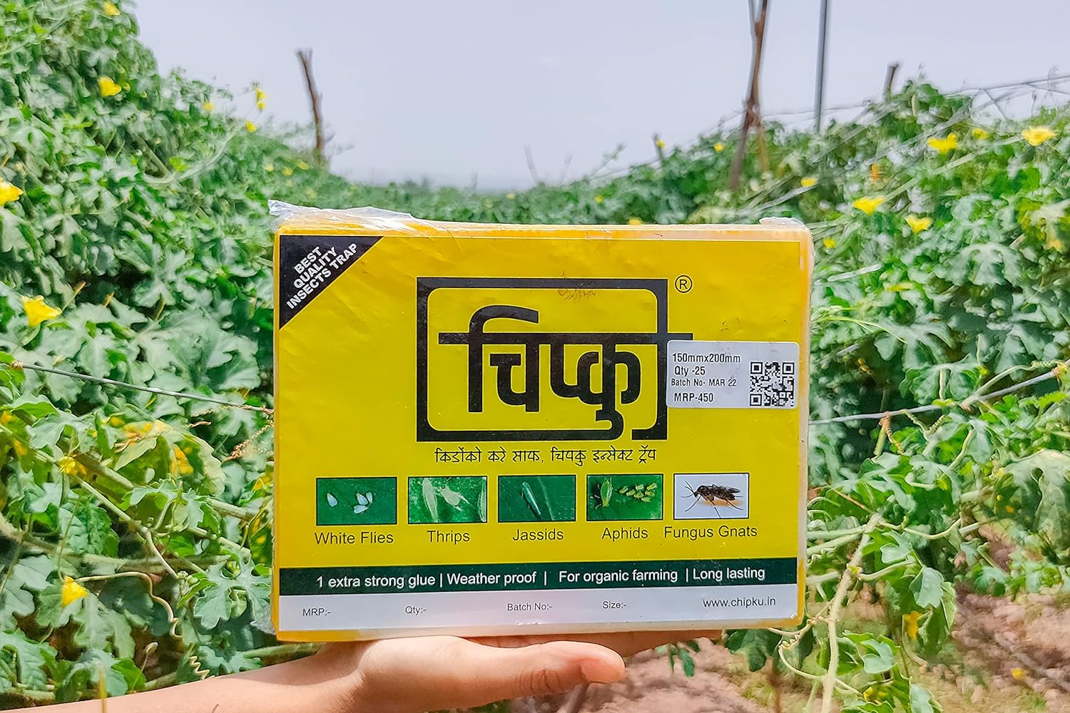 Chipku Yellow Sticky Insect Trap for Outdoor and Garden Pack of 25 Traps
