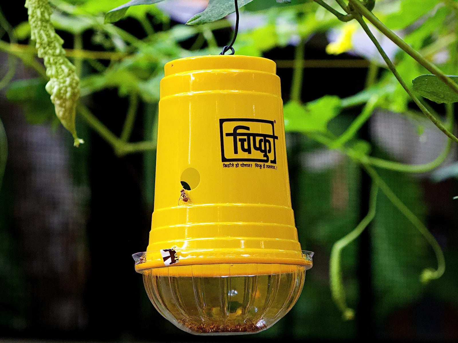 Chipku Fruit Fly Trap and Lure -  For all Fruits type
