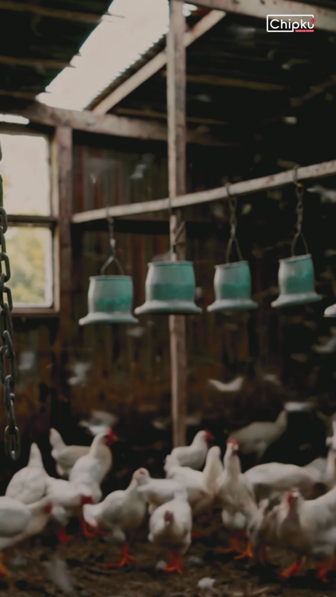 Load video: Chipku House Fly Reel – Sticky Fly Trap for Poultry Farms, Cattle Sheds &amp; Hotel Areas