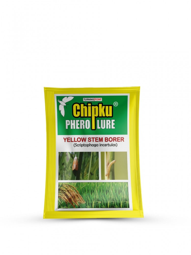 chipku- Yellow stem Borer Lure Insect YSB pack of 10